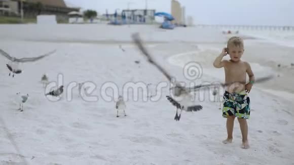 在晴朗的天气里小男孩在美丽的海滩上和鸟鸥玩耍视频的预览图