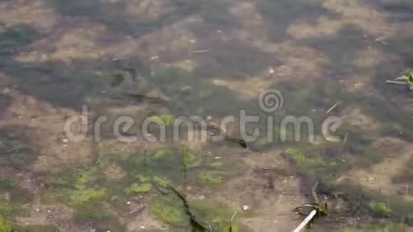 欧洲草蛇纳翠丝纳翠丝在湖岸附近猎鱼特写视频的预览图