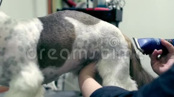 用工具梳毛狗使毛发缓慢运动狗美容店视频的预览图