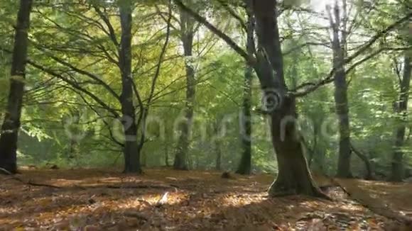 美丽的秋林与阳光视频的预览图