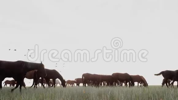 日落时分在牧场放牧的马群视频的预览图