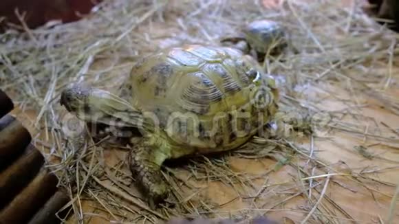 接触动物园的海龟地球上的乌龟视频的预览图