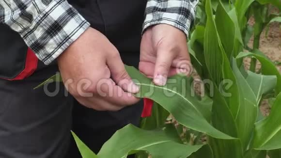 农夫摸着玉米叶子视频的预览图