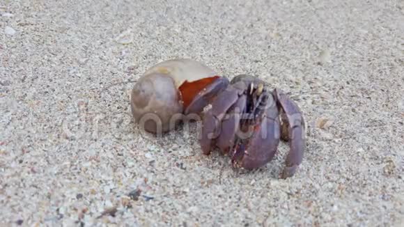 沙滩上的大寄居蟹爬回贝壳视频的预览图