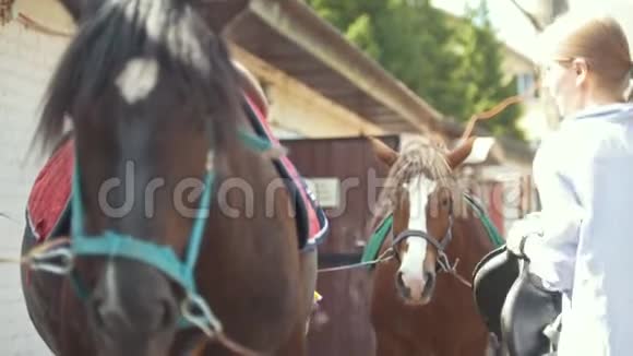 在动物农场女人骑着马鞍视频的预览图