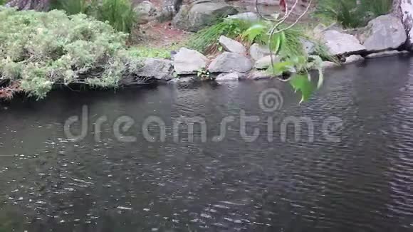 树叶飞过池塘吹视频的预览图