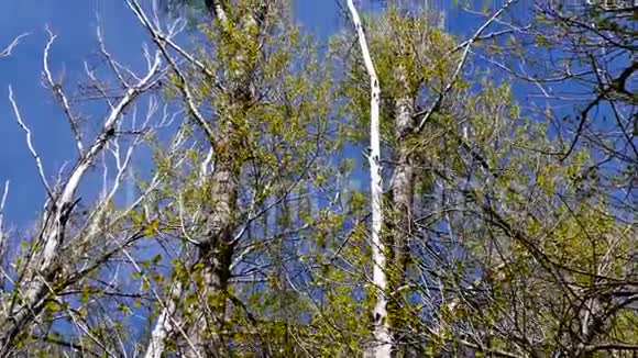 被忽视的杨树和天空垂直射击大干杨树冲破风暴视频的预览图