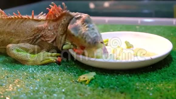 鬣蜥在接触动物园吃蔬菜视频的预览图