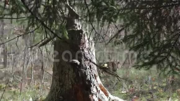 秋天森林特写的大树桩视频的预览图