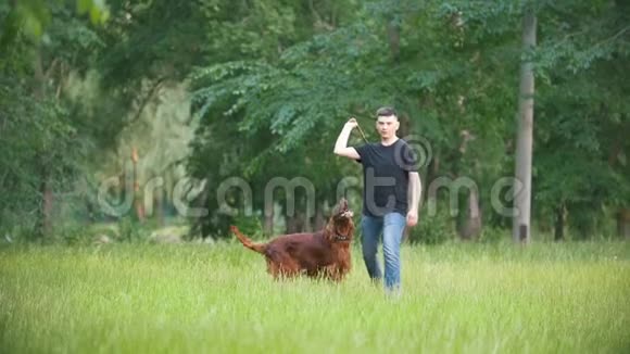 男人和他的宠物狗爱尔兰赛特玩男人在草地上扔树枝视频的预览图