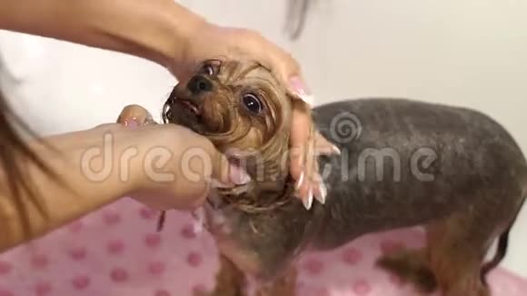 一个女孩在浴室里给她的狗洗澡兽医新郎视频的预览图