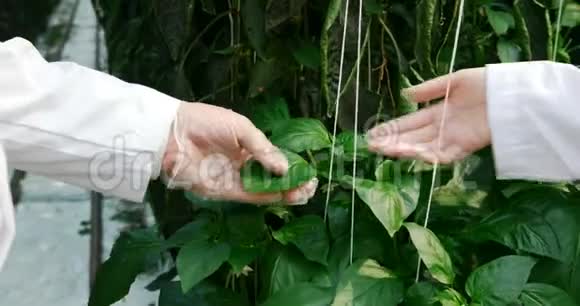 科学家给温室里的植物浇水和检查视频的预览图