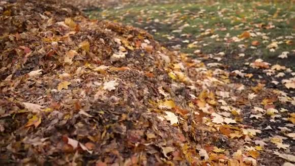 秋天的十一月相机盘到一堆树叶上视频的预览图
