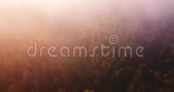 森林的空中足迹无人机从云雾中开始飘向森林金色和红色的树木阳光从视频的预览图