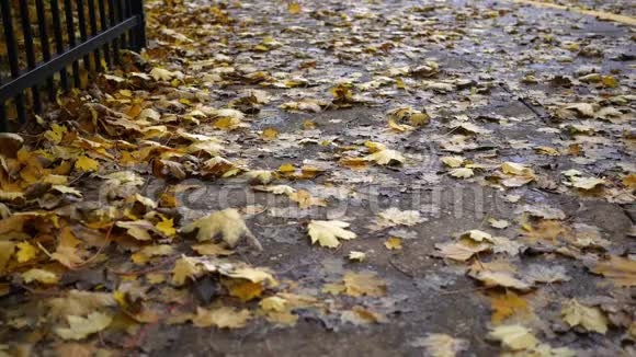 秋天黄叶粘或吹过郊区的人行道视频的预览图