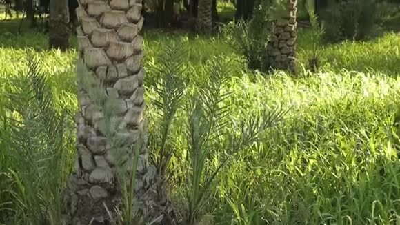 毛茸茸的在一棵棕榈树的顶部展开紧贴着蓝天特写树叶视频的预览图