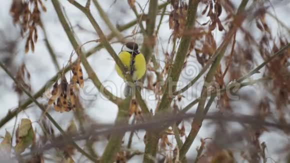 冬天的鸟雀在灌木丛中视频的预览图