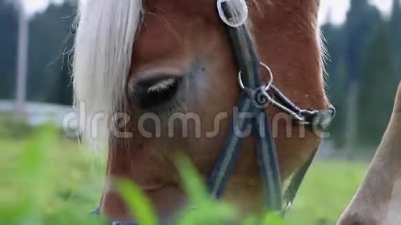 在棕色的马身上爬起来白色的头发立着在草地上放牧低角度视频的预览图
