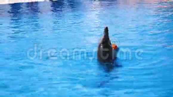 海豚在海豚馆的表演视频的预览图