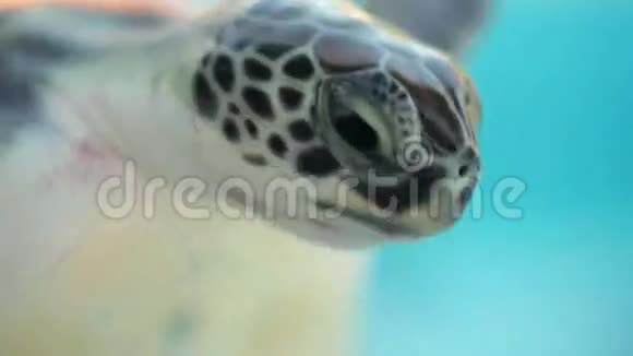 海龟特写镜头视频的预览图