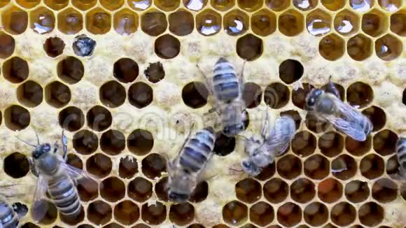 新蜜蜂的诞生视频的预览图