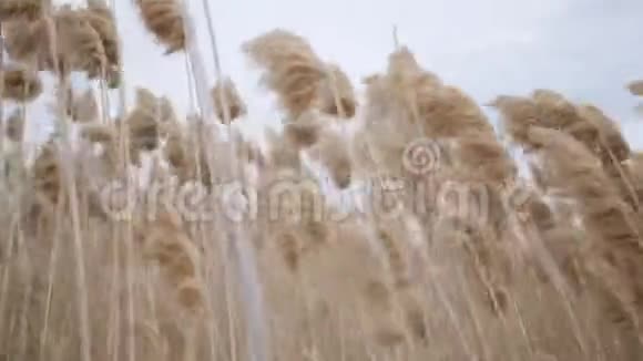 常见的芦苇草穗在风中摇曳视频的预览图