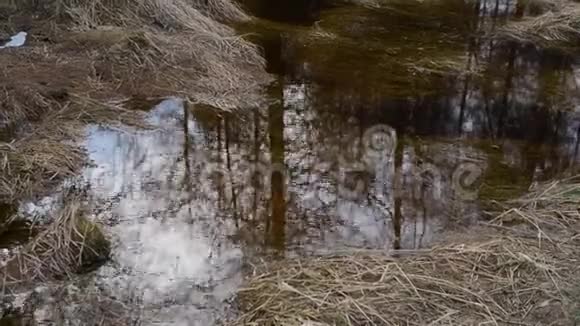 森林沼泽沼泽湖池棕色冬季视频的预览图