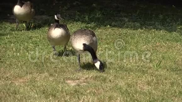 加拿大鹅在草地上吃草视频的预览图