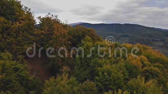 在五彩缤纷的秋林中向前俯视落橙绿黄的红树林视频的预览图