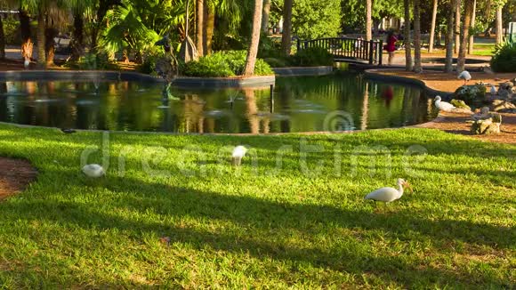 尤拉湖和公园里的鸟视频的预览图