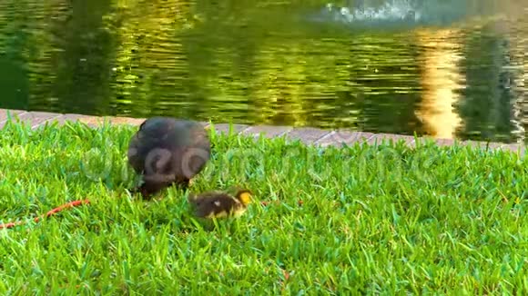 尤拉湖和公园里的鸟视频的预览图