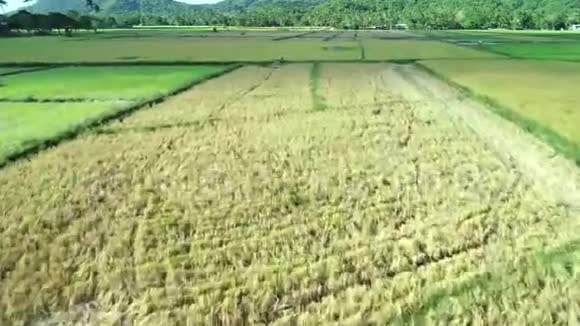 晴天的绿色长方形稻田鸟瞰图热带景观稻田山地棕榈树农业视频的预览图