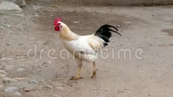 鸡和公鸡在村庄的环境中浏览鸡和公鸡视频的预览图