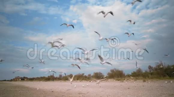 一群海鸥在沙滩上迎风飞翔视频的预览图