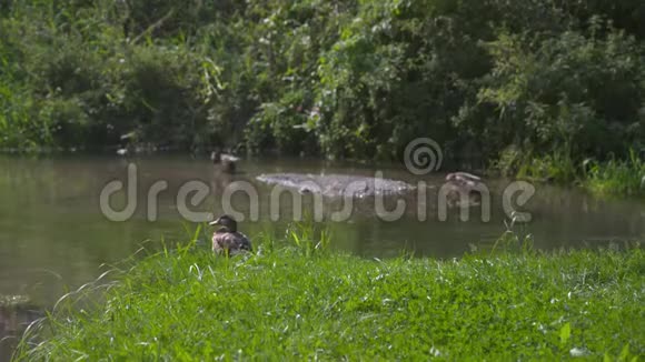 鸭子坐着鸭子在水附近的背景中与自然和谐相处视频的预览图