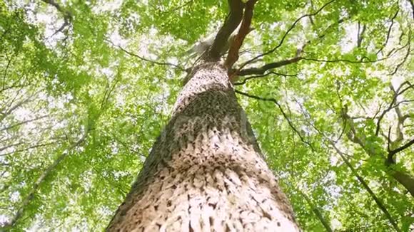 树冠底部景色树冠上有阳光绿树夏天大自然近距离射击视频的预览图