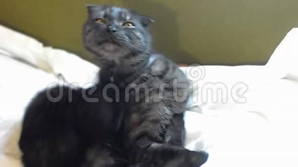 一只黑猫用舌头在一张白纸上洗自己视频的预览图