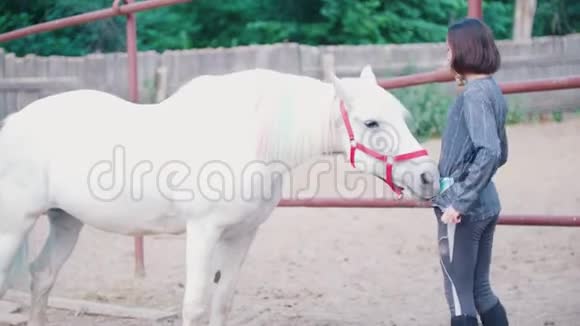 漂亮的年轻女子抚摸一匹优雅的白种马视频的预览图