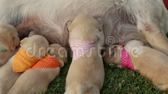 拉布拉多猎犬的幼犬按摩母亲的乳房以获取乳汁视频的预览图