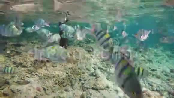一大群鱼在印度洋红海埃及的水面下游动视频的预览图