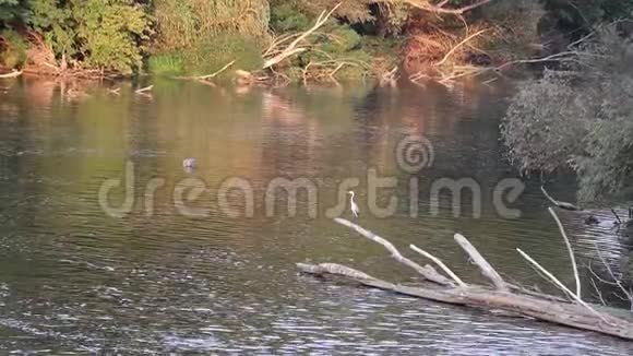 白鹭鸟坐在希腊北部塞雷斯的斯特里莫纳斯河的树枝上视频的预览图
