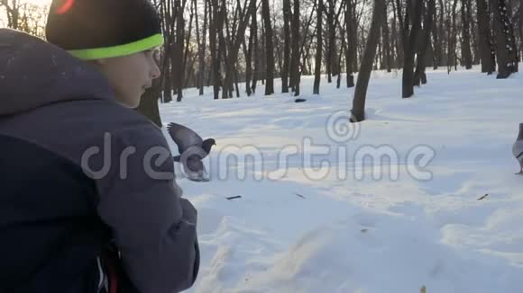 男孩在冬季公园慢动作喂鸽子视频的预览图