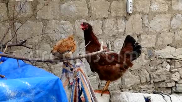 鸡和公鸡在村庄的环境中浏览鸡和公鸡视频的预览图