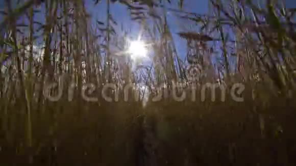 一片田野上的麦子视频的预览图
