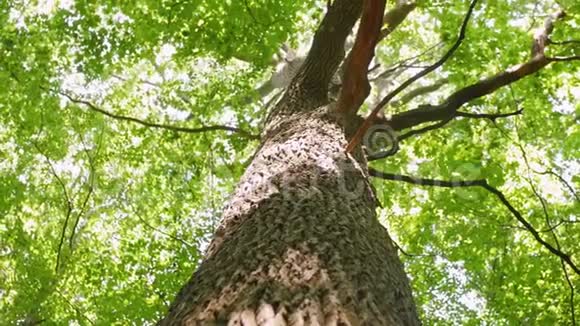 树冠底部景色树冠上有阳光绿树夏天大自然近距离射击视频的预览图