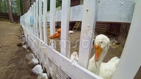 一只白色的农家鹅伸长脖子在篱笆农场上村鸟院子里视频的预览图