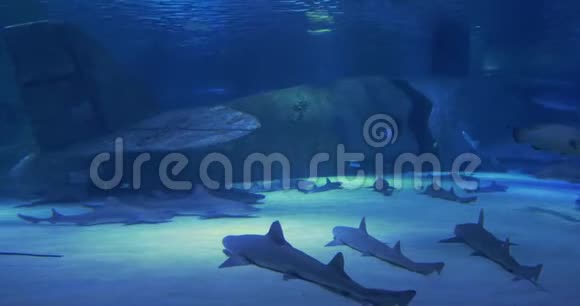 珊瑚礁的水下生活鲨鱼射线和其他鱼类大型水族馆视频的预览图
