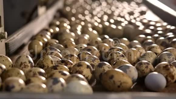 鸡蛋壳塑料工分拣手农民鹌鹑视频的预览图