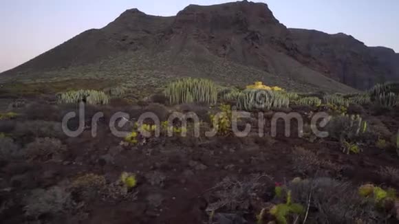 沙漠中的仙人掌田视频的预览图