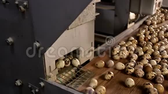 鸡蛋壳塑料工分拣手农民鹌鹑视频的预览图